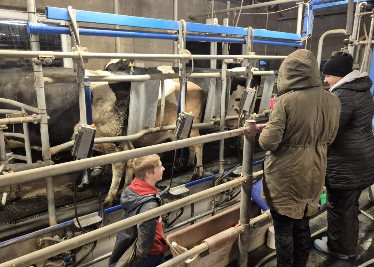 Järvamaa Kutsehariduskeskuse õppur 2025. aasta veebruaris kutsekomisjoni ees, näitamas oma oskusi veisekasvataja kutseeksamil. Foto: Kaisa Vahtmäe