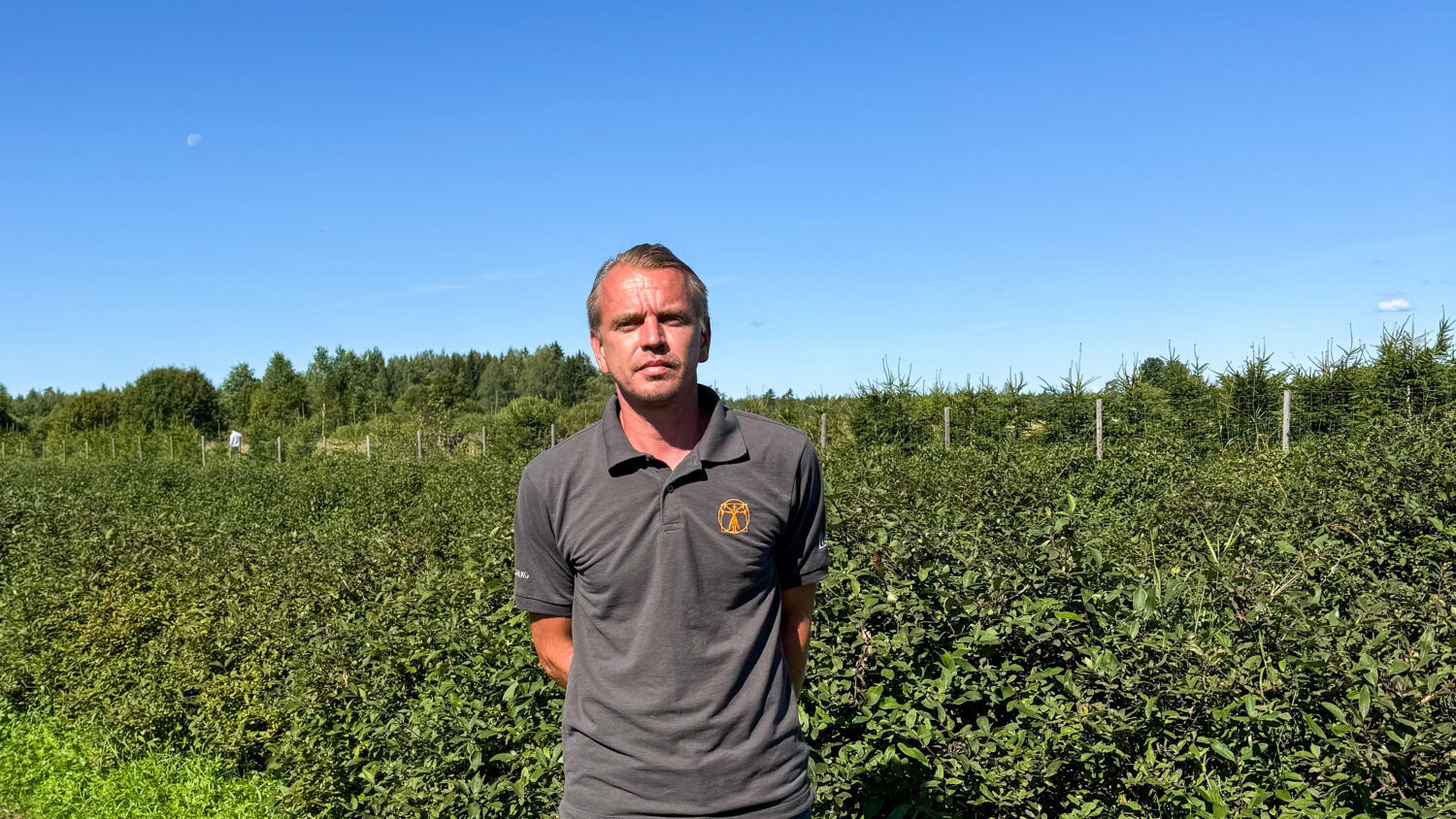 Reigo Kardmaa hoole all kasvab Eesti suurim sinikuslapuu maheistandus.