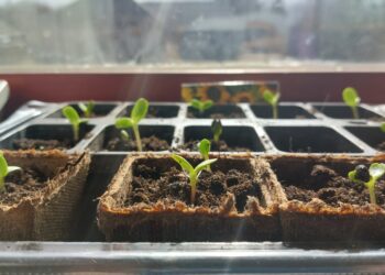 Innovatsioon põllumajanduses on nagu väetis taimedele – ilma selleta jääb kasv kängu. Foto: Hanna Tamsalu