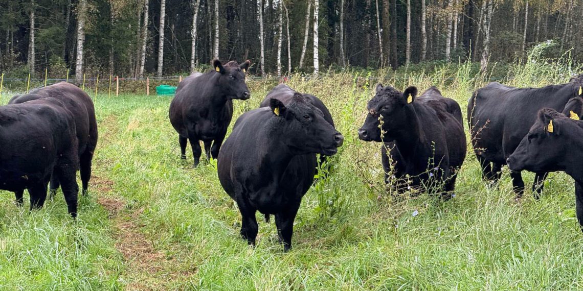 Mäemõisa talu maadel karjatatakse nüüdsest paarikümnepealist veisekarja. Foto: Mäemõisa Mullaelu