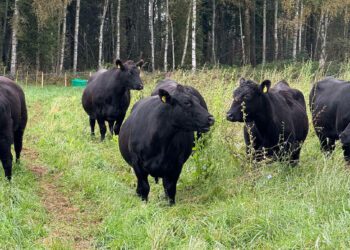 Mäemõisa talu maadel karjatatakse nüüdsest paari­kümnepealist veisekarja. Foto: Mäemõisa Mullaelu
