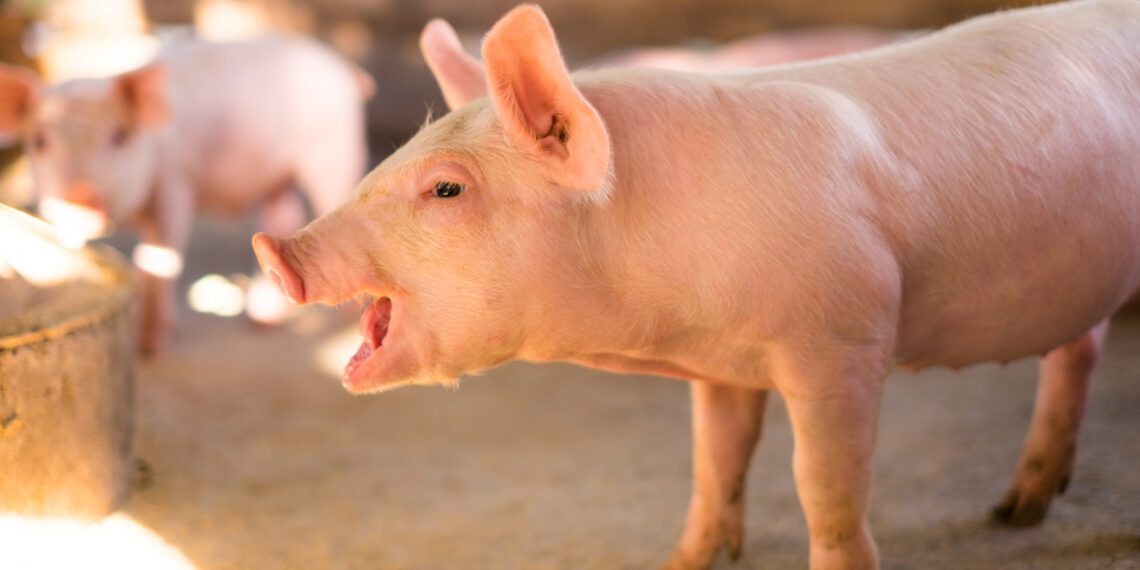 Kodumaine seakasvatus sattus tänavu mitmest suunast lajatanud kriiside keerisesse. Foto: Shutterstock