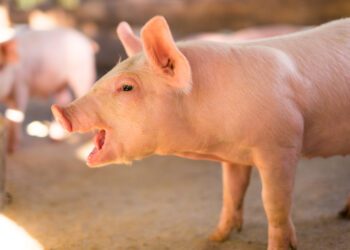 Kodumaine seakasvatus sattus tänavu mitmest suunast lajatanud kriiside keerisesse. Foto: Shutterstock