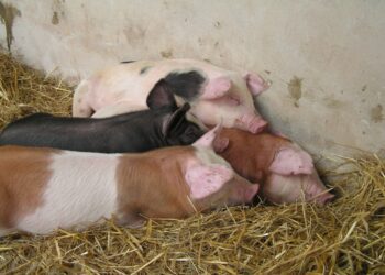 Sigade ristamine on Eestis olnud peamine strateegia, et ühendada erinevate tõugude parimad omadused. Saimre Seakasvatuse OÜ ristandpõrsad näitusel „Tõuloom 2007” Ülenurmes. Foto: Alo Tänavots