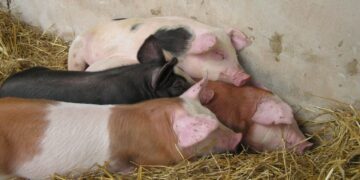 Sigade ristamine on Eestis olnud peamine strateegia, et ühendada erinevate tõugude parimad omadused. Saimre Seakasvatuse OÜ ristandpõrsad näitusel „Tõuloom 2007” Ülenurmes. Foto: Alo Tänavots