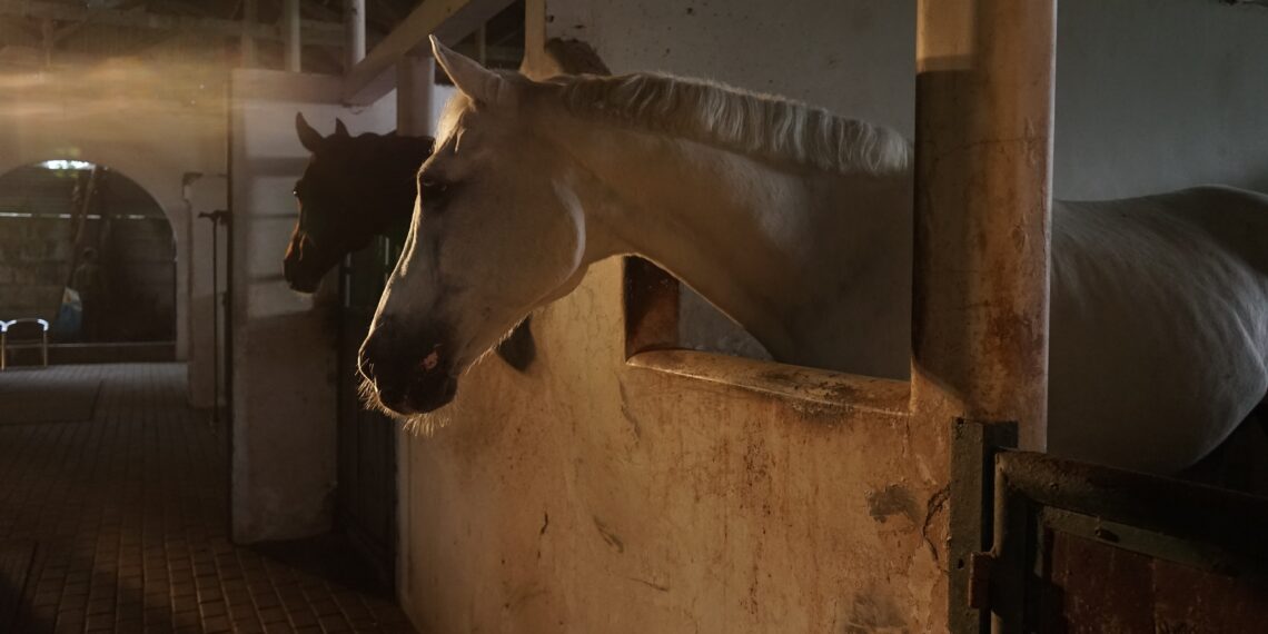 Põllumajandusloomade register ootab andmeid seitsme kalendripäeva jooksul, kui loomad liiguvad ühest tegevuskohast teise või toimub mõni muu sündmus. Foto: Pixabay