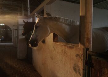 Põllumajandusloomade register ootab andmeid seitsme kalendripäeva jooksul, kui loomad liiguvad ühest tegevuskohast teise või toimub mõni muu sündmus. Foto: Pixabay