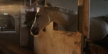 Põllumajandusloomade register ootab andmeid seitsme kalendripäeva jooksul, kui loomad liiguvad ühest tegevuskohast teise või toimub mõni muu sündmus. Foto: Pixabay