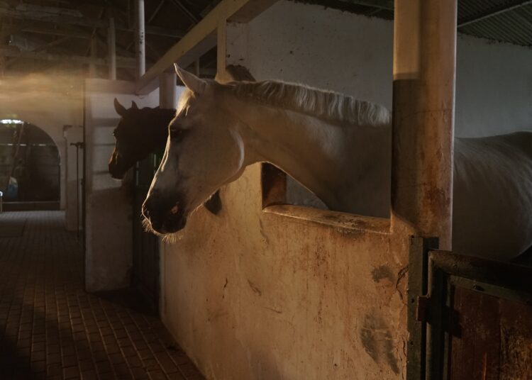 Põllumajandusloomade register ootab andmeid seitsme kalendripäeva jooksul, kui loomad liiguvad ühest tegevuskohast teise või toimub mõni muu sündmus. Foto: Pixabay