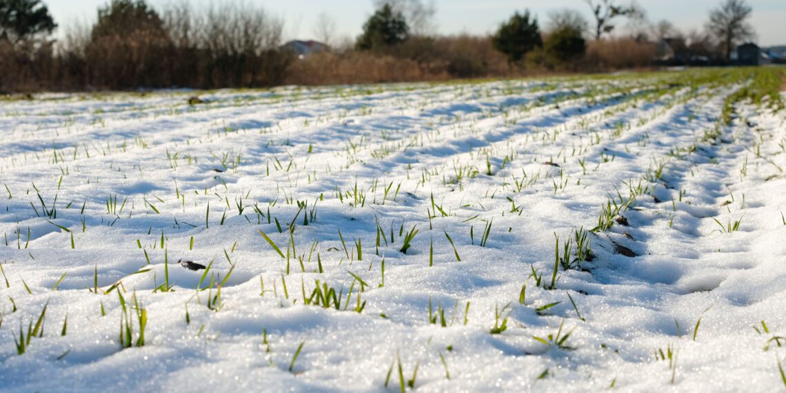 Talvine taimkate aitab toitainete kadusid põldudelt vähendada. Foto: Shutterstock