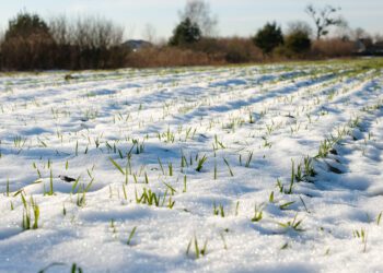 Talvine taimkate aitab toitainete kadusid põldudelt vähendada. Foto: Shutterstock