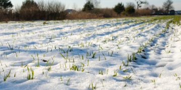 Talvine taimkate aitab toitainete kadusid põldudelt vähendada. Foto: Shutterstock