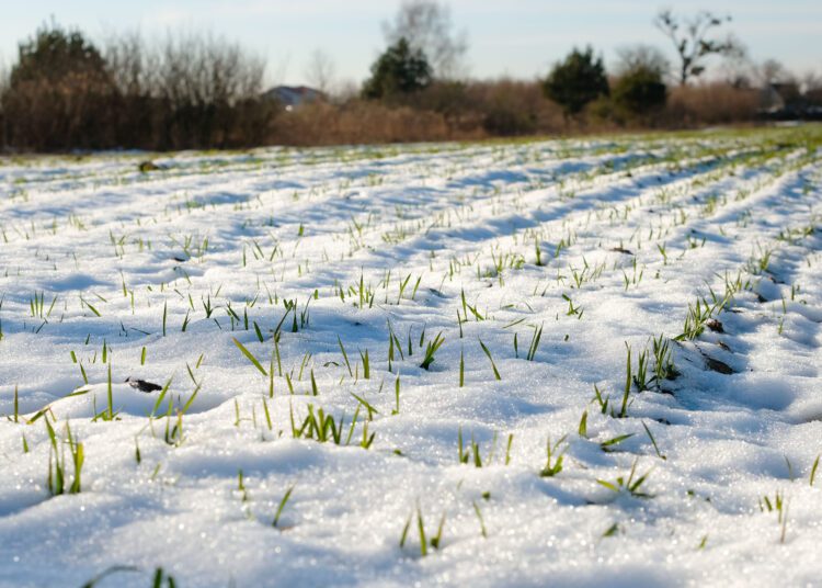 Talvine taimkate aitab toitainete kadusid põldudelt vähendada. Foto: Shutterstock