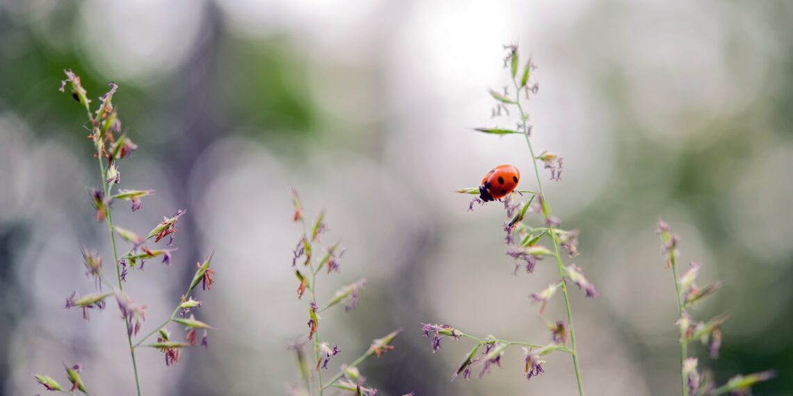 Keskkonnatoetuste taotlejate hulk on jätkuvalt märkimisväärne, ligi pooled looma- ja pindalatoetuste taotlejad taotlevad muuhulgas ka keskkonnatoetusi. Foto: Pixabay