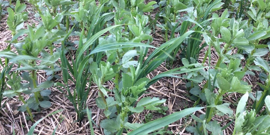 Mitme kultuuri koos kasvatamine: kevadised oad kevadise kaeraga. Foto: agricology.co.uk