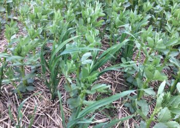 Mitme kultuuri koos kasvatamine: kevadised oad kevadise kaeraga. Foto: agricology.co.uk