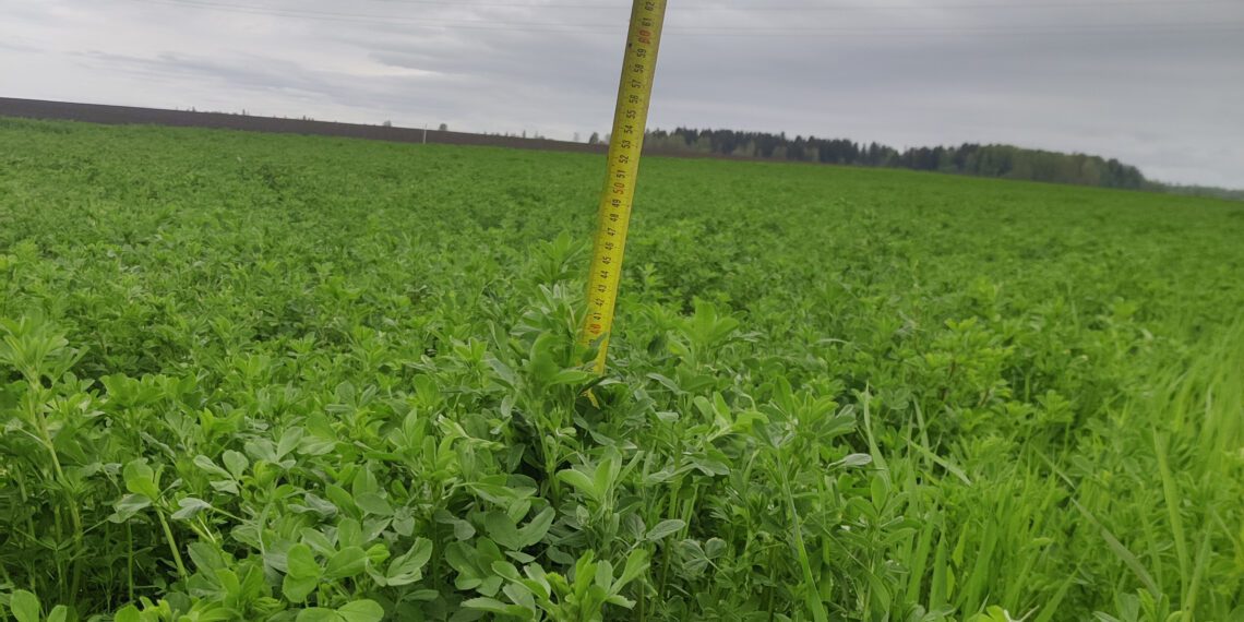 Väga hea talvekindlusega hariliku lutserni sort ‘Heiti’ puhaskülvis.