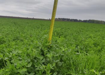 Väga hea talvekindlusega hariliku lutserni sort ‘Heiti’ puhaskülvis.