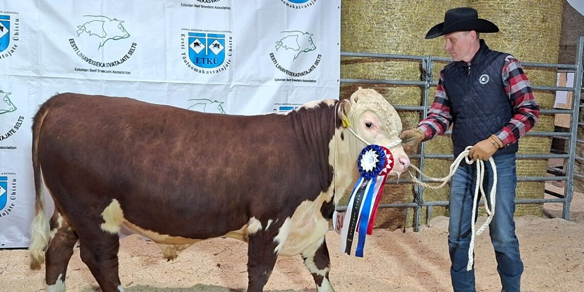 Tsura talu herefordi tõugu pull Tsura Renegade.