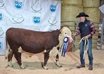 Tsura talu herefordi tõugu pull Tsura Renegade.