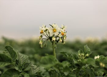 Tulemused näitavad selgelt, et väetamise käsitlemine üksnes lämmastiku, fosfori ja kaaliumi tasandil ei ole enam piisav. Foto: Pixabay