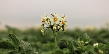 Tulemused näitavad selgelt, et väetamise käsitlemine üksnes lämmastiku, fosfori ja kaaliumi tasandil ei ole enam piisav. Foto: Pixabay