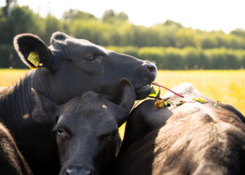 PTA kontrollib igal aastal loomses toidus ja põllumajandusloomadel keelatud ja loata ainete ning veterinaarravimijääkide esinemist. Foto: Peeter Rammo