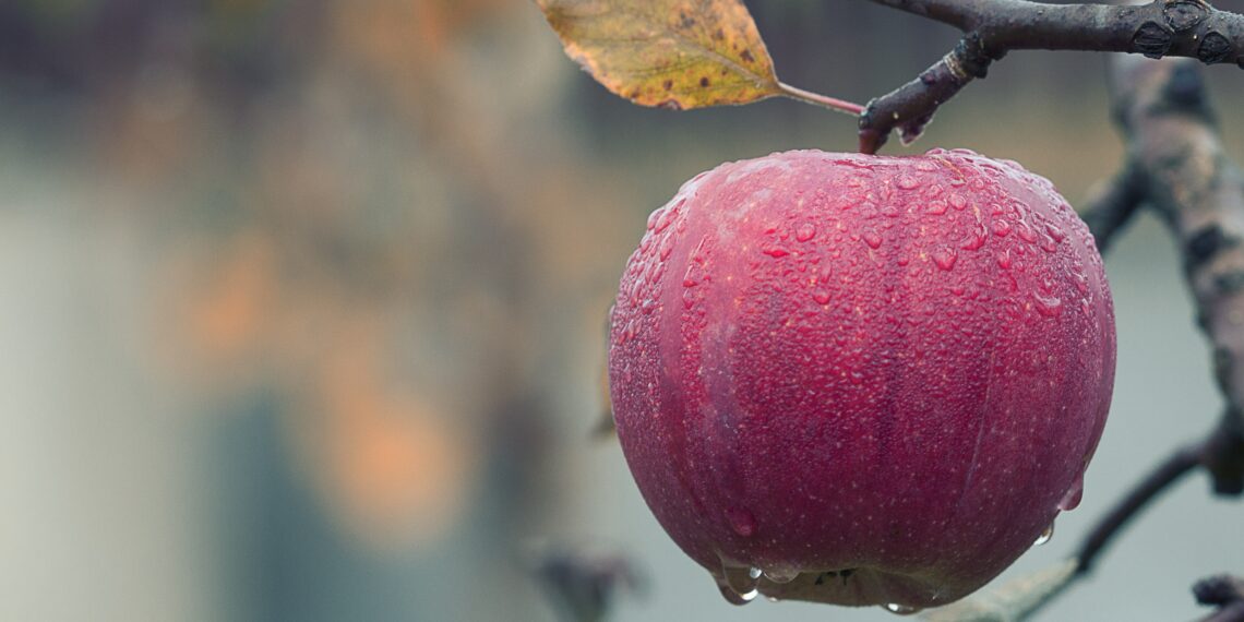 Taimekasvatajad saavad esitada e-PRIAs taotlusi erakorralise toetuse saamiseks. Foto: Pixabay