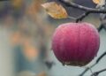 Taimekasvatajad saavad esitada e-PRIAs taotlusi erakorralise toetuse saamiseks. Foto: Pixabay