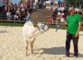 Tõuloom 2025 fotomeenutus lihaveise vasikaga, areenil tutvustatakse erinevaid tõuveised. Foto: Juuli Nemvalts