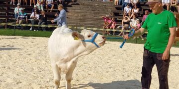 Tõuloom 2025 fotomeenutus lihaveise vasikaga, areenil tutvustatakse erinevaid tõuveised. Foto: Juuli Nemvalts