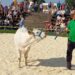 Tõuloom 2025 fotomeenutus lihaveise vasikaga, areenil tutvustatakse erinevaid tõuveised. Foto: Juuli Nemvalts