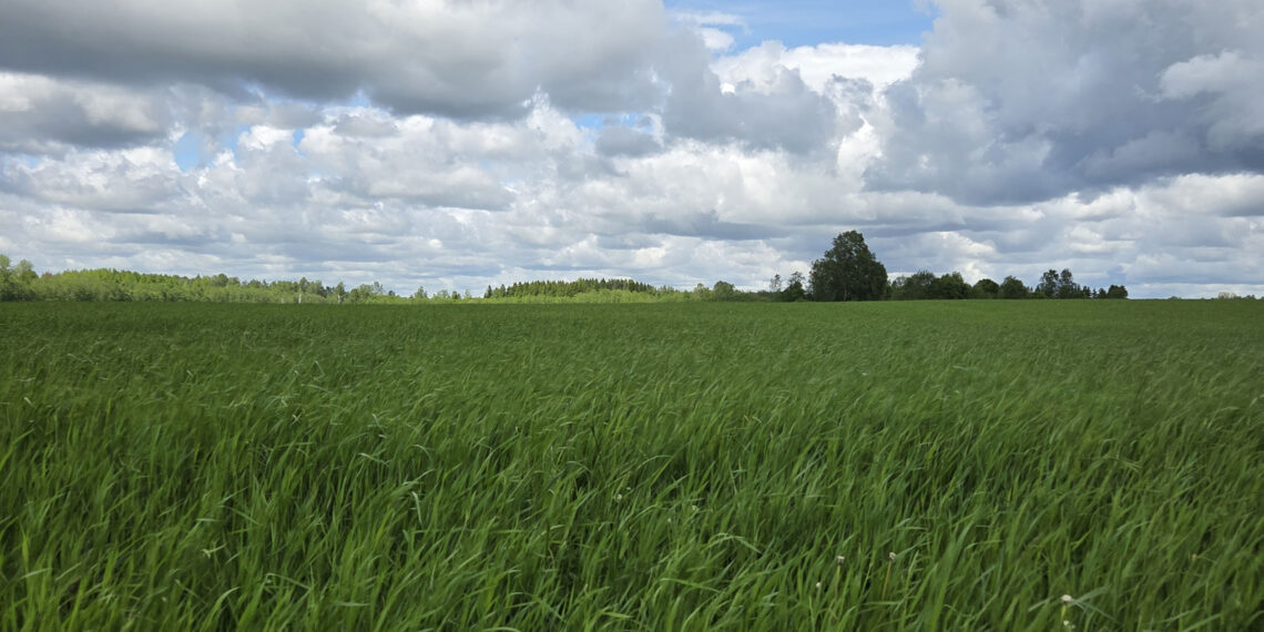 Talioder tänavu 27. mail Väätsa Agro katsepõllul. Foto: Mart Toomsalu