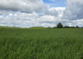 Talioder tänavu 27. mail Väätsa Agro katsepõllul. Foto: Mart Toomsalu