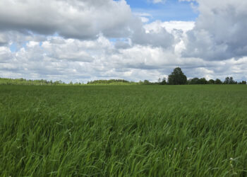 Talioder tänavu 27. mail Väätsa Agro katsepõllul. Foto: Mart Toomsalu