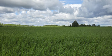 Talioder tänavu 27. mail Väätsa Agro katsepõllul. Foto: Mart Toomsalu