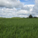 Talioder tänavu 27. mail Väätsa Agro katsepõllul. Foto: Mart Toomsalu